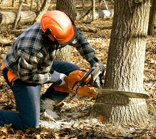 Tree Removal in Friant, CA